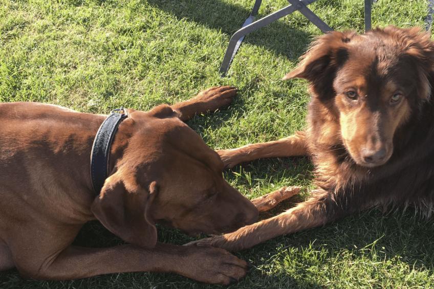 Wohnung in Brandenburg An Der Havel mit Garten, Terrasse und Grill - foto 11