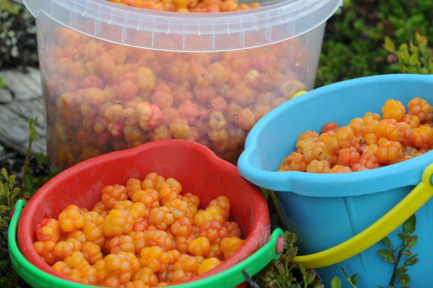 Charmantes modernes Blockhaus mit Kamin - foto 13