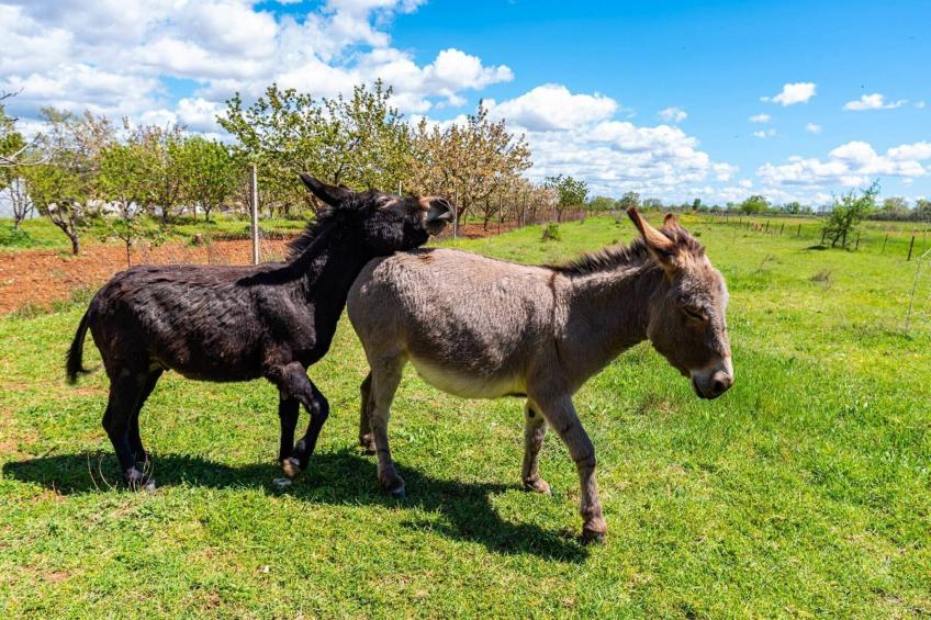 Luxury Villa Escape - foto 60