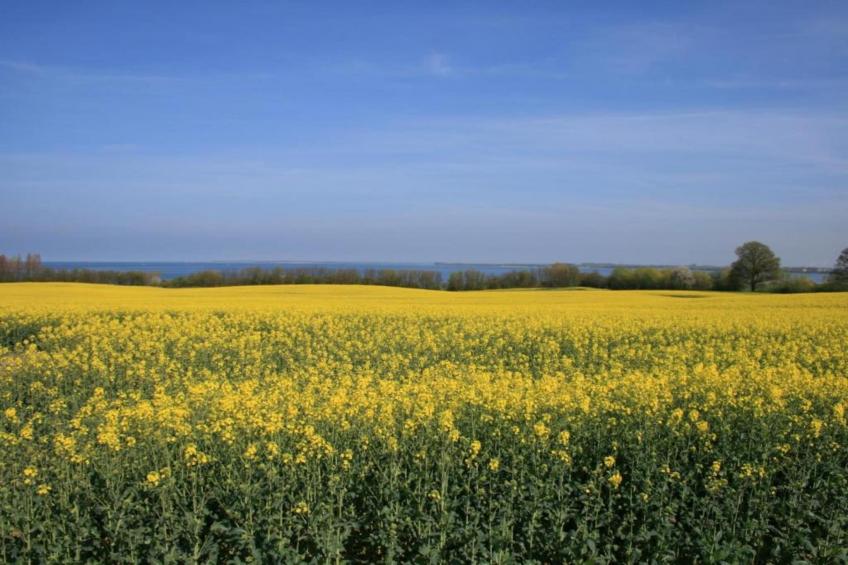Hohe Düne - foto 37