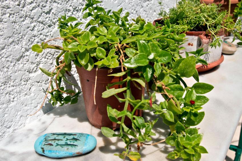 Wohnung mit Gartenblick, Kreta, Ierapetra - foto 24