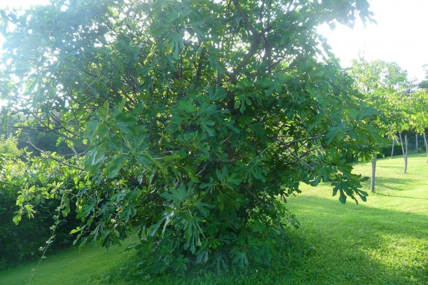 Lindenhaussiedlung mit Gemeinschaftspool - foto 27