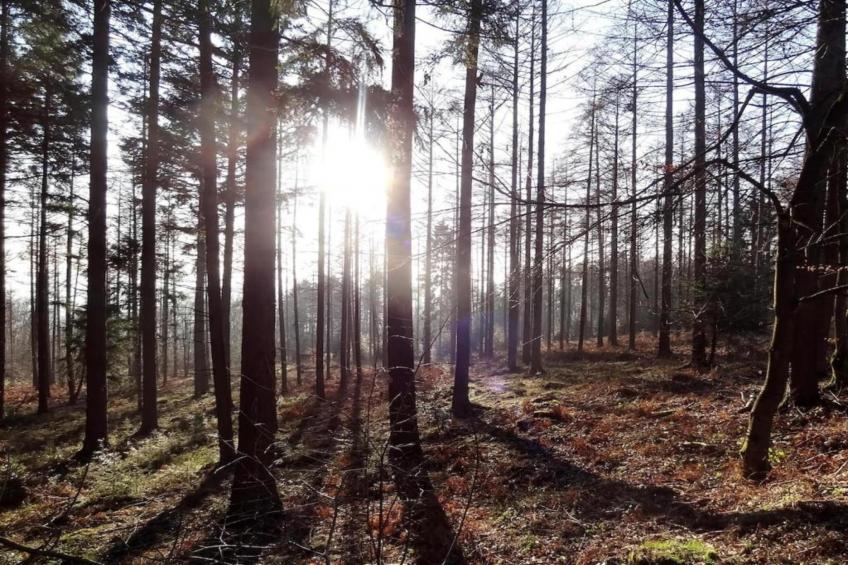 L'Orchidee - foto 35