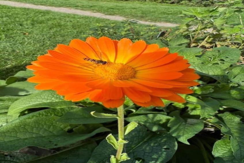 Les Trois Feuilles - foto 39