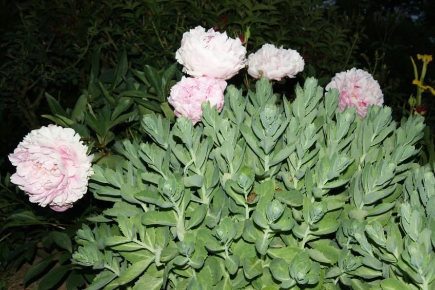 Charmante normannische Ferienwohnung Les chataigniers 2 Zimmer - foto 19