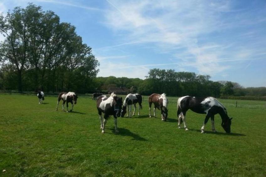 Recreatiepark Duinhoeve 3 - foto 31