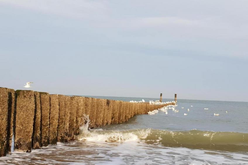 De Zeeuwse Schuur - comfort 4 personen huisdier - foto 29