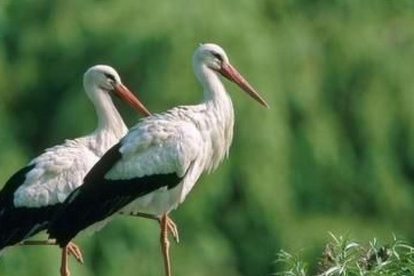 La Maison Bleue im Zentrum des Elsass in Bergheim - foto 19