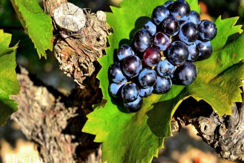 Grande Bastide | Domaine Tour Campanets - foto 82