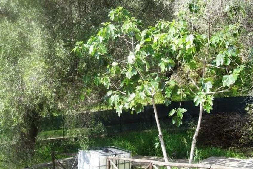 Appartement in Pisciotta mit Grill - foto 44