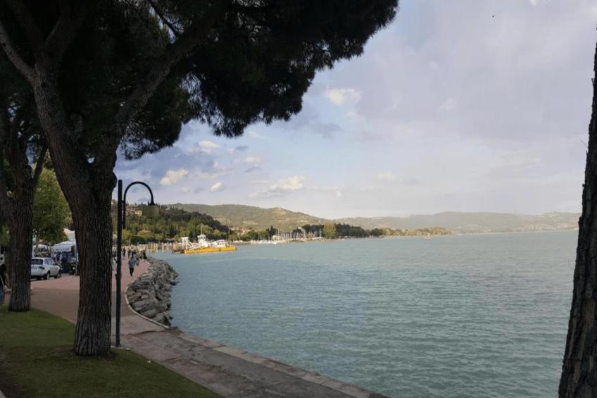 Paulonia - foto 32