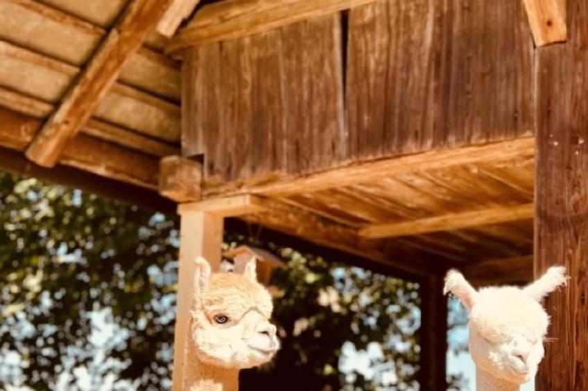 Alpaka-Ferienhaus Oenzlen - foto 2