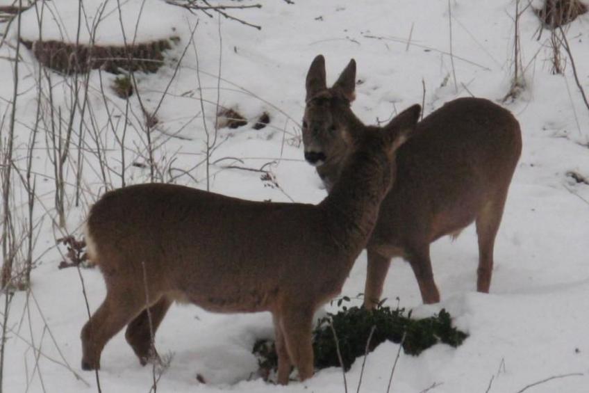 Idyllisches Bauernhaus in Småland - foto 11