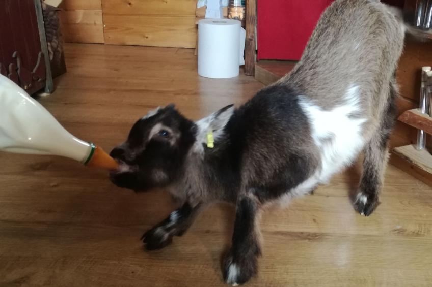 Pleine Nature in der Bretagne - foto 35