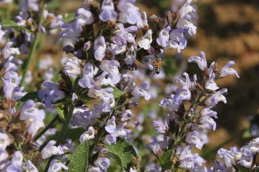 Villa Bobolino auf dem Lande mit privatem Pool - foto 33