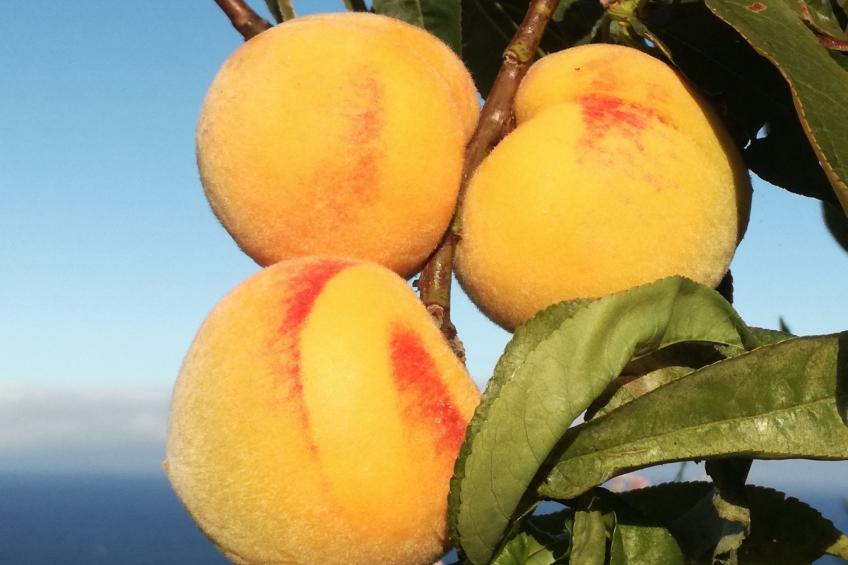 in Monte Breñas mit Grill, Terrasse und Garten - foto 26