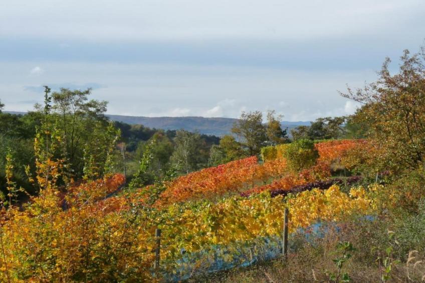 Ballenstedt - foto 30