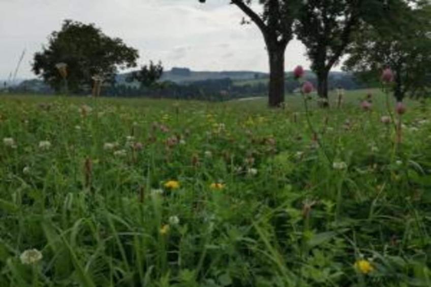 Thüringer Ferienhäuschen - foto 32