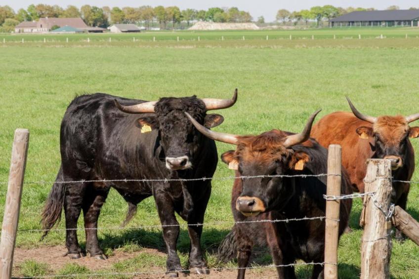 Bungalow 87 - foto 27