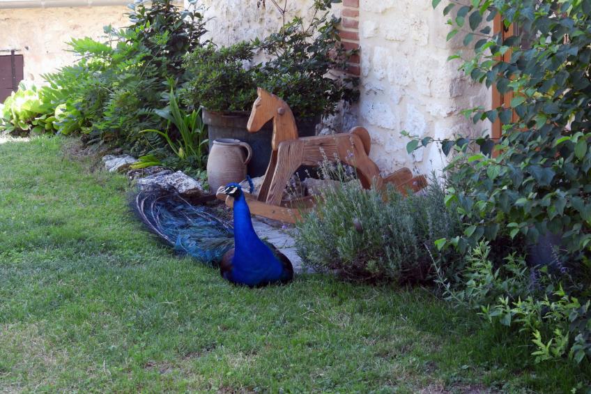 La Ferme des Paons - foto 46