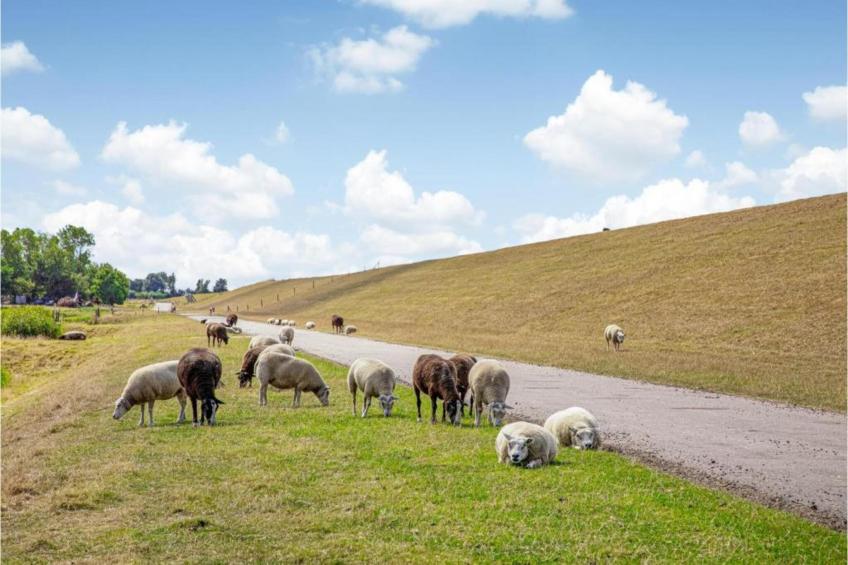 Recreatiepark Wiringherlant - Wiringher Villa 18 - foto 39