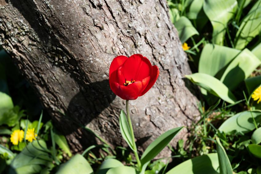 Les Jonquilles - foto 28