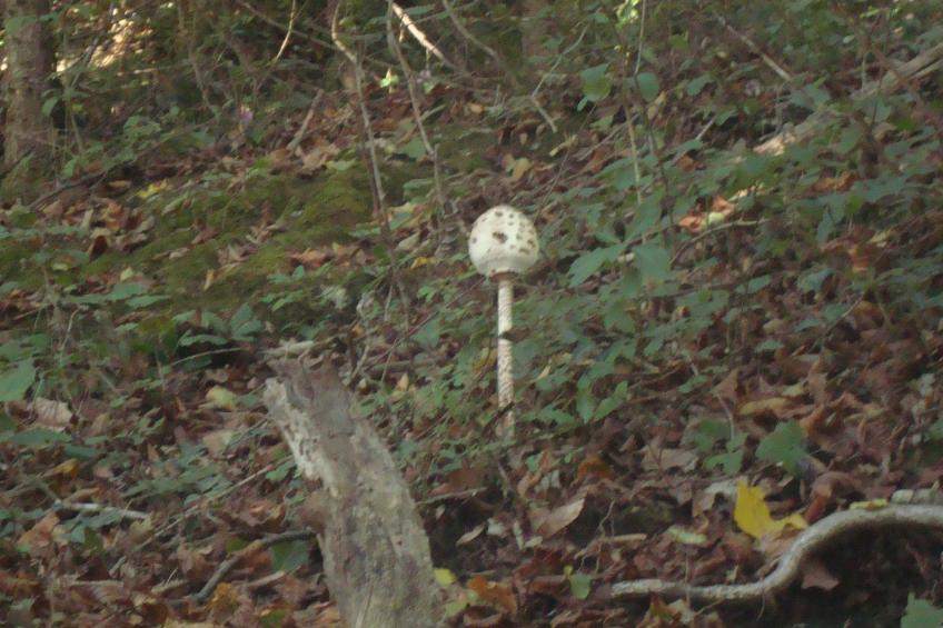 mit Terrasse, Grill und Garten - foto 45