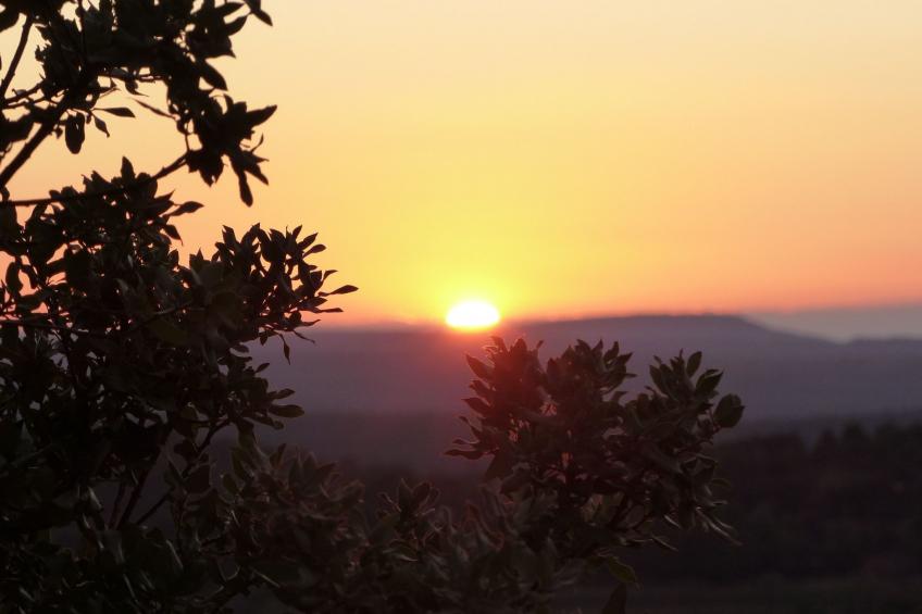 les amandiers - foto 31