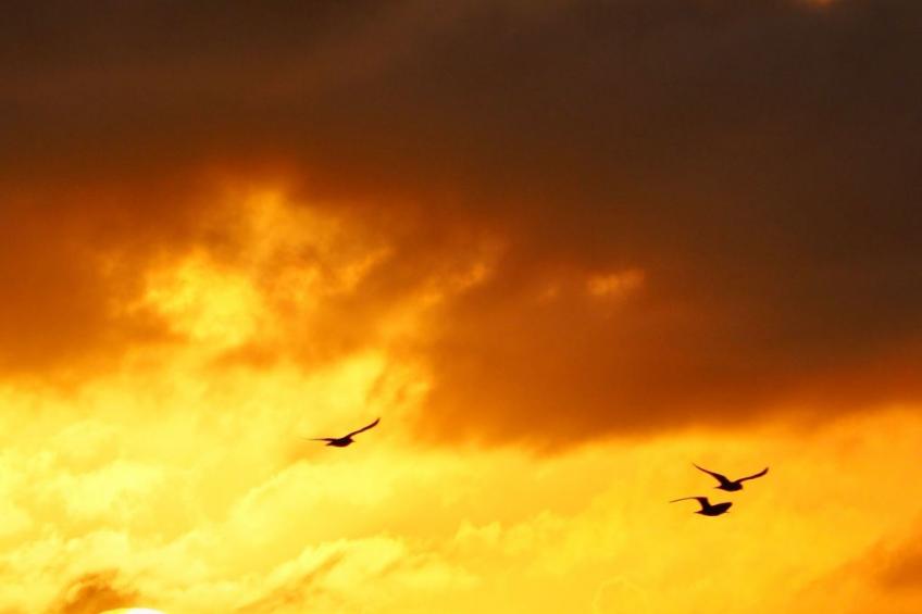 Morgensünn- Nette Wohnung in Althagen mit Terras - foto 17