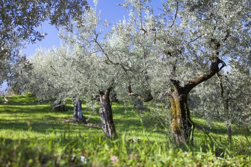 Mobil Home Luxe - foto 24