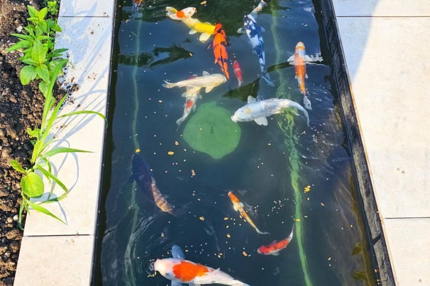 Luxurious large Home, Pool , Garden , Koi Pond - foto 8