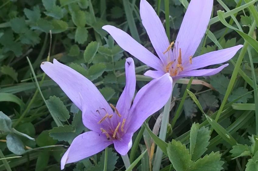 Haus Sabine - foto 9