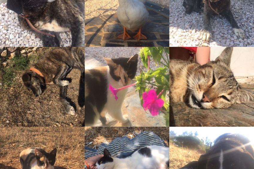 "The Natural Elements" - foto 2