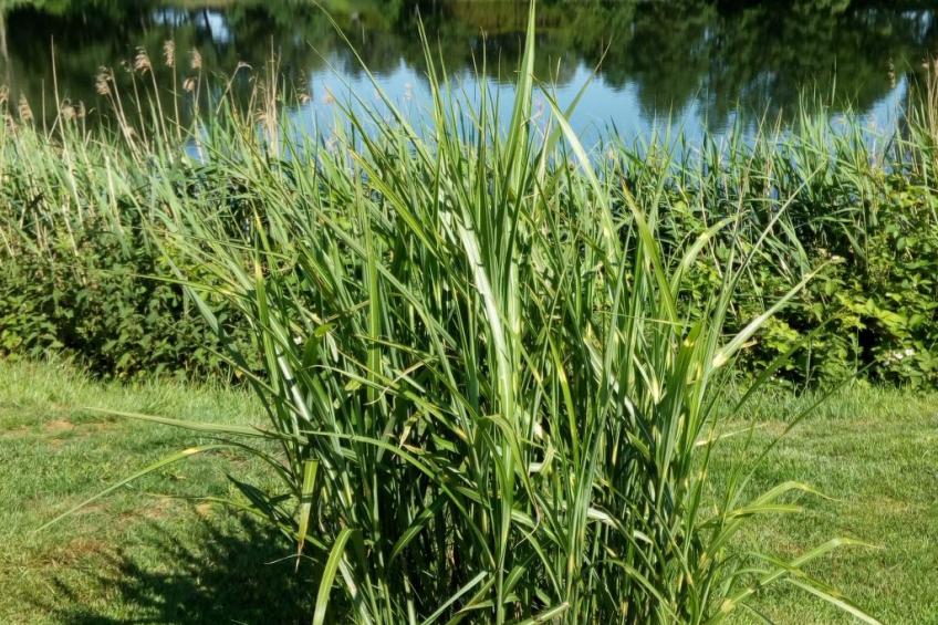 Haus am Kiessee mit direkter Angelseelage - foto 34