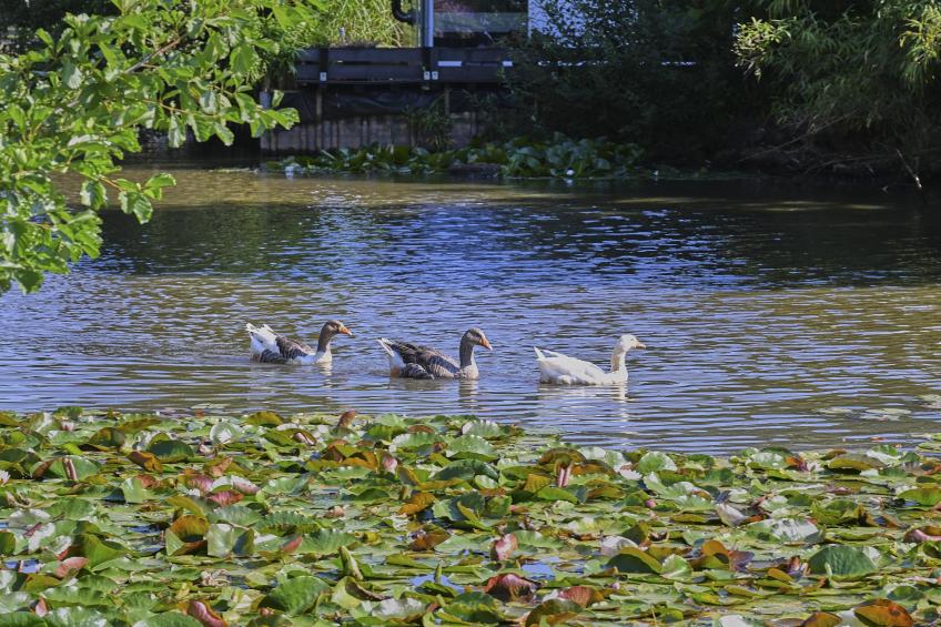 Ooievaarsnest - foto 29