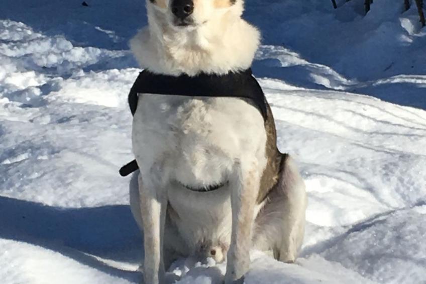 Chalet "Rennweg 114" mit Sauna - foto 36