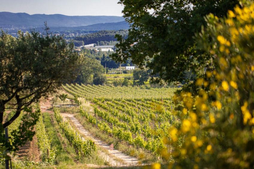 im Herzen der Weinberge, schattige Terrasse umgeben von Grün, Pool - foto 17