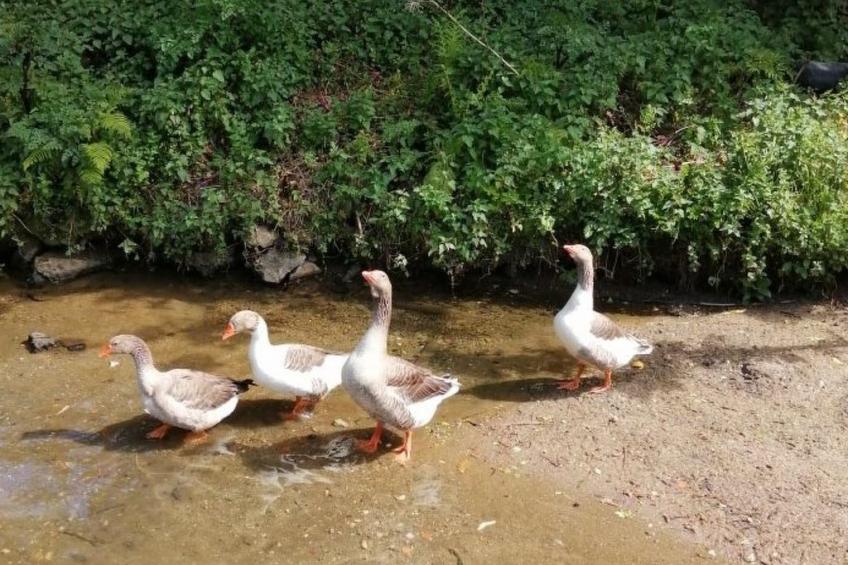 Maison du Moulin in Bauernhof - foto 51