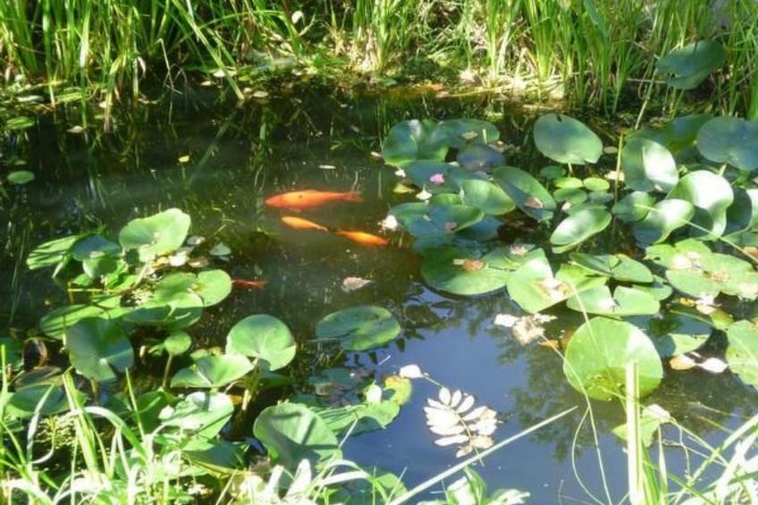 in Zendscheid mit Offenem Kamin - foto 14