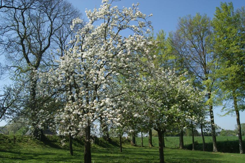 Charmante normannische Ferienwohnung Les chataigniers 2 Zimmer - foto 29