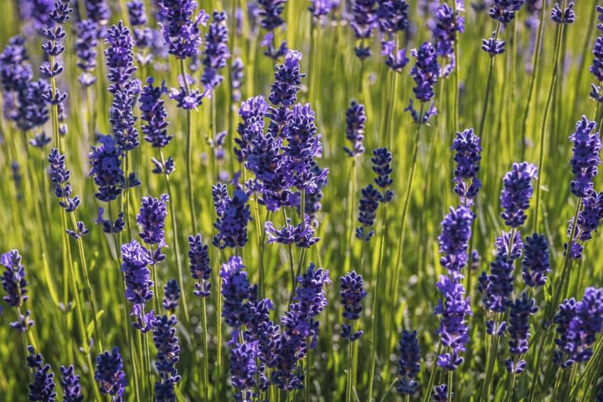 Charmantes Ferienhaus in Ciciano mit Grill, Garten und gemeinsamem Pool und Pan - foto 13