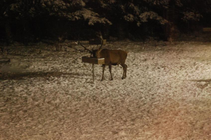 Wohnung in Bad Harzburg mit Garten - foto 26