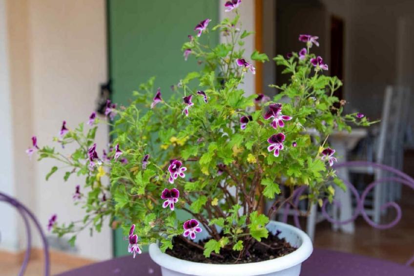 Appartement in Le Bar-Sur-Loup mit Eigenem Garten - foto 16