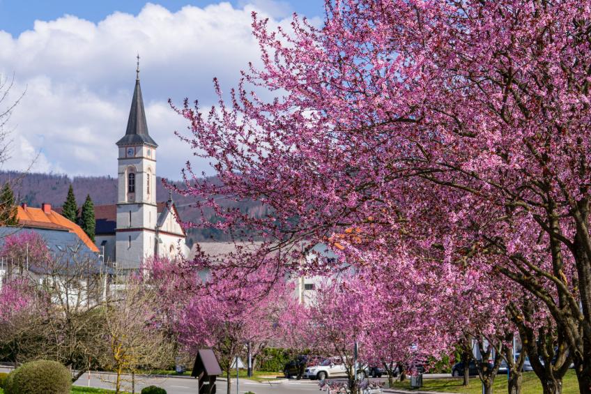 House Veles - foto 12