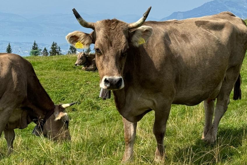 Chalet Hörler - foto 12