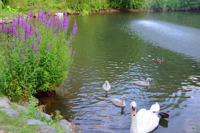 Am Ferienbauernhof - foto 4