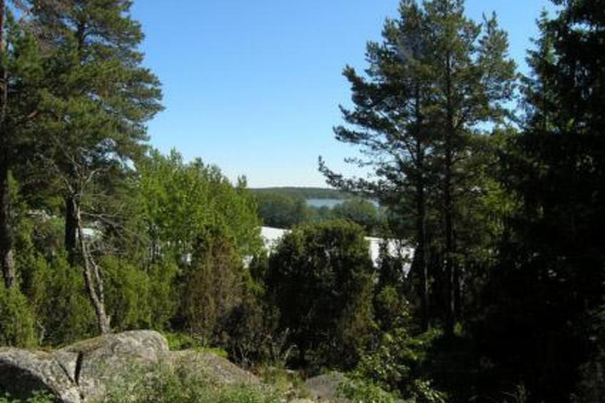 Metsämarja - foto 48