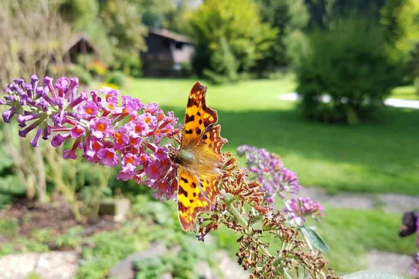 Ferienvilla mit eigener Sauna - foto 41