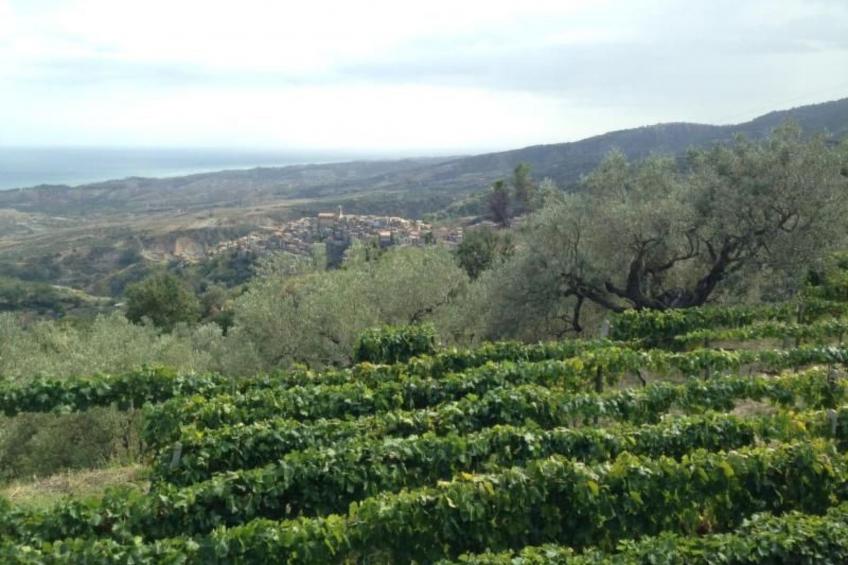 Wohnung in Badolato mit Terrasse - foto 30
