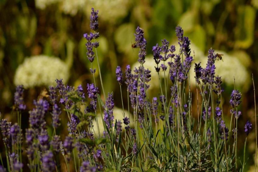 Gîte Lavender - foto 24